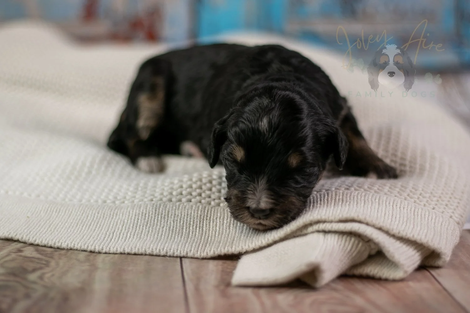 Georgia Bernedoodle Puppy-241.jpg