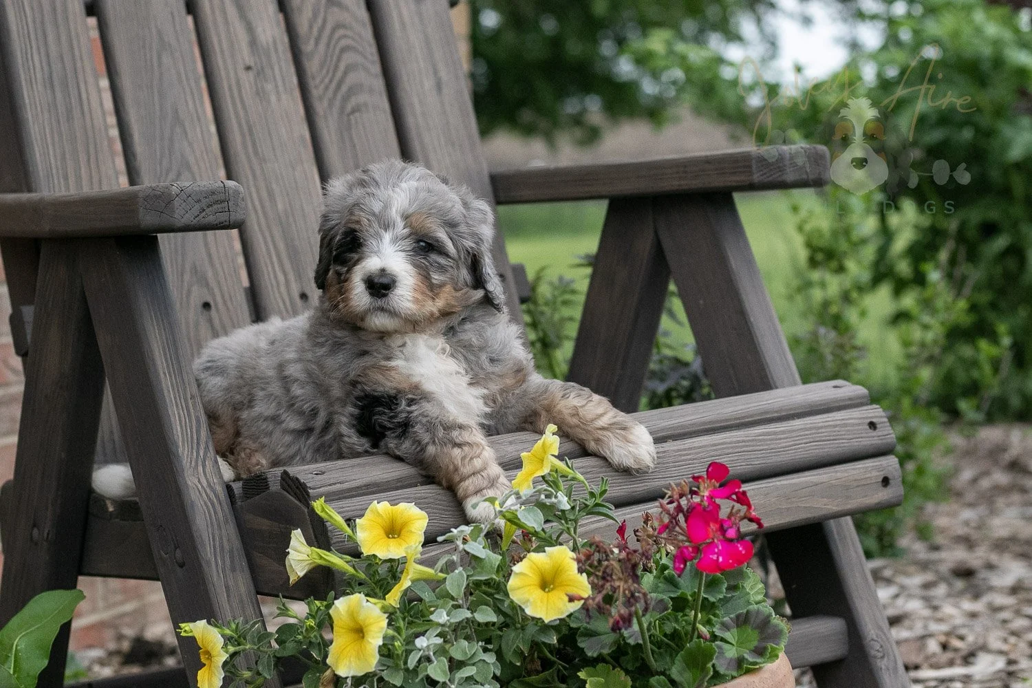 Drum Bernedoodle Puppy-9.jpg