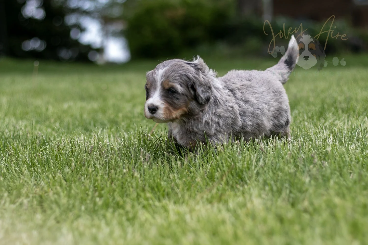 Drum Bernedoodle Puppy-29.jpg