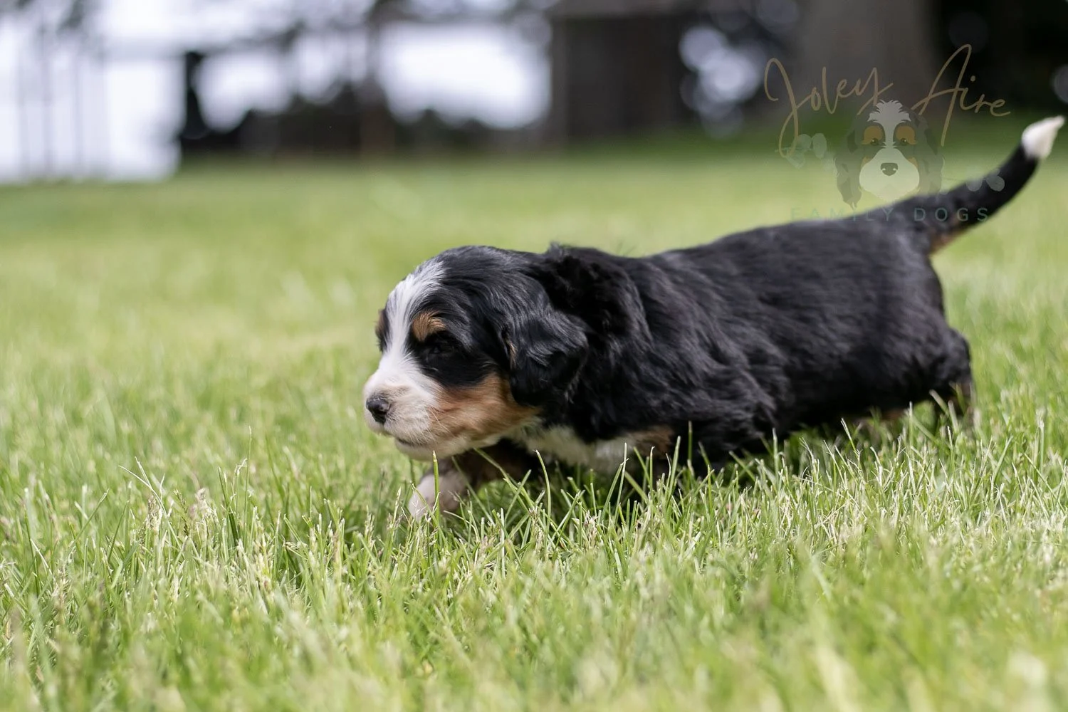 Trumpet Bernedoodle Puppy-29.jpg