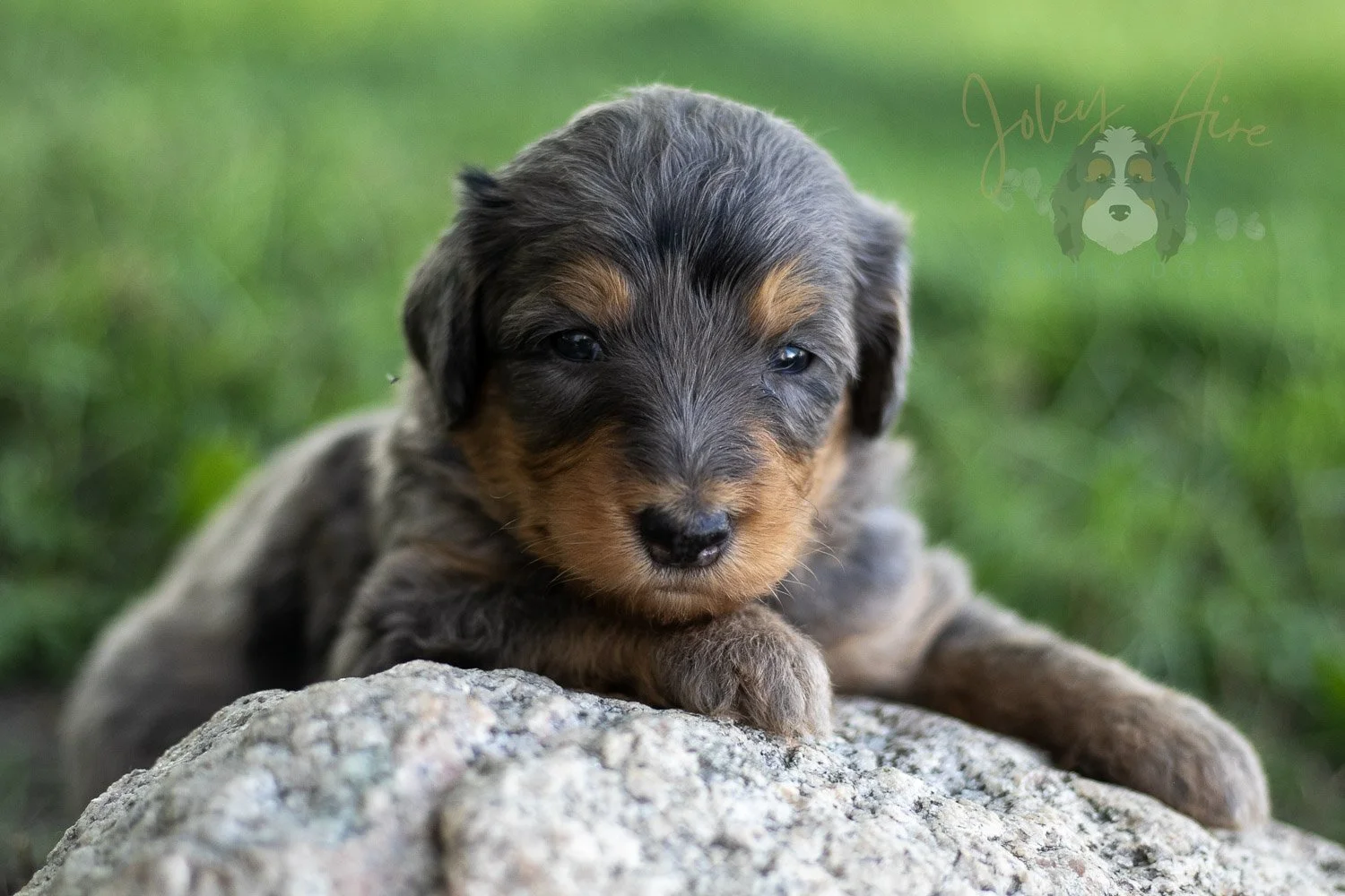 Josie Pye Bernedoodle Puppy-514.jpg