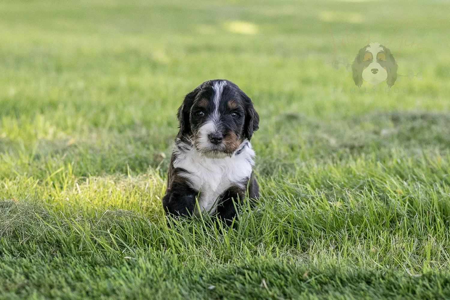 Yosemite Bernedoodle Puppy-377.jpg