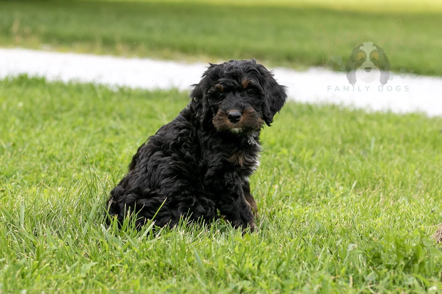Denali Bernedoodle Puppy-90.jpg