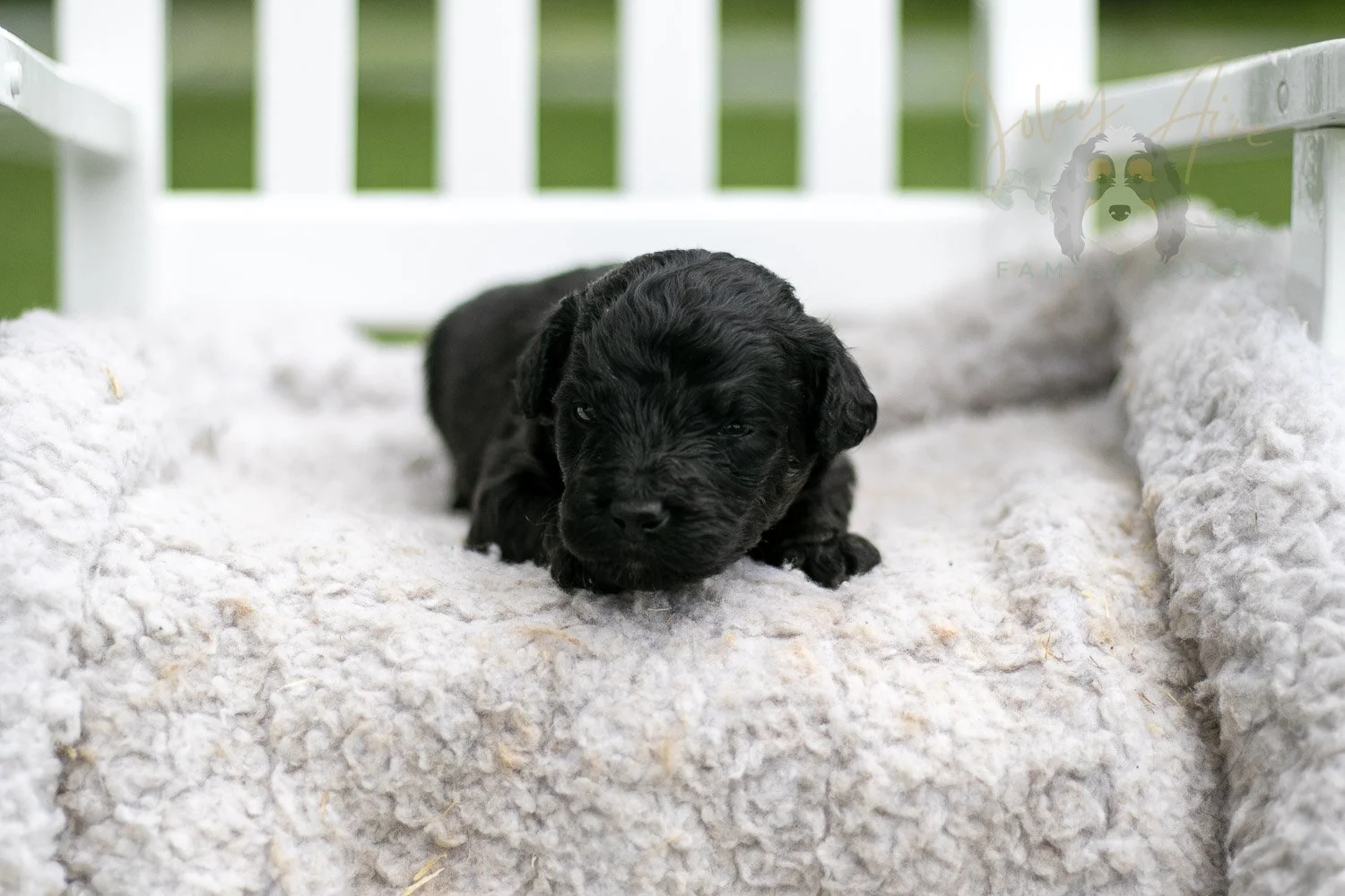 Andy Warhol Bernedoodle Puppy-714.jpg