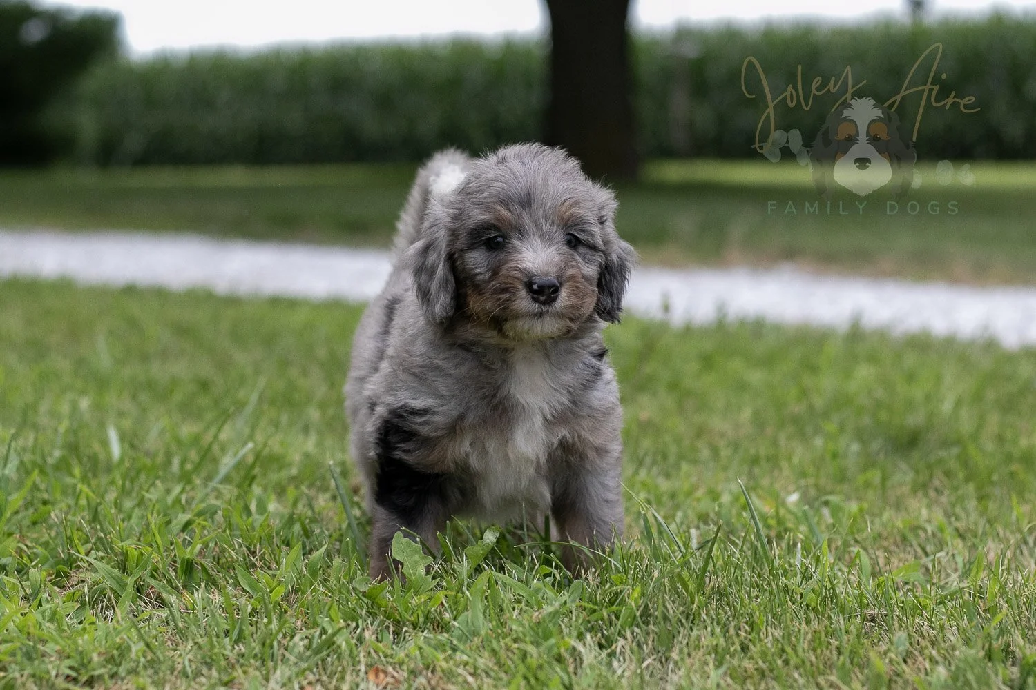 Matthew Cuthbert Bernedoodle Puppy-20.jpg