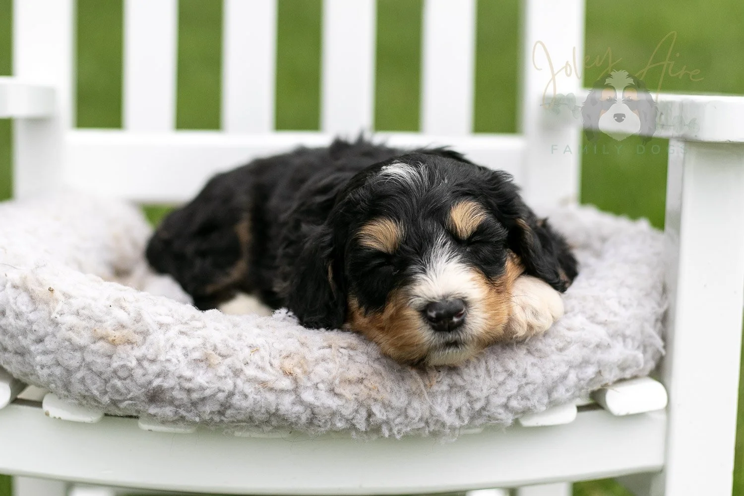 Walter Shirley Bernedoodle Puppy-894.jpg