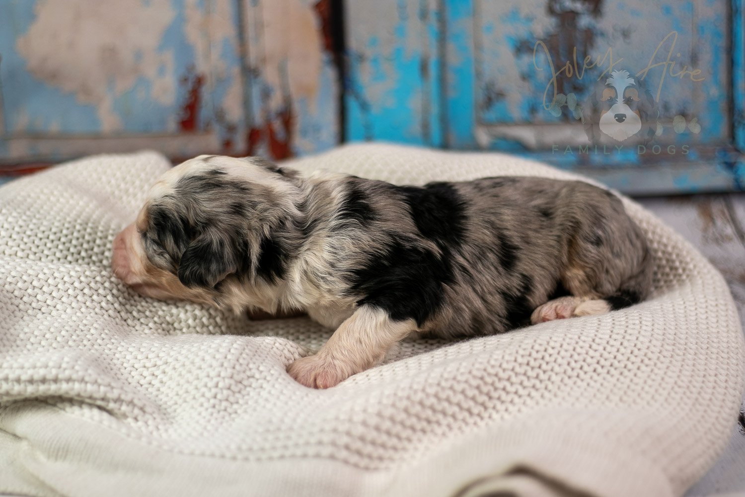 Pablo Picasso Bernedoodle Puppy-221.jpg