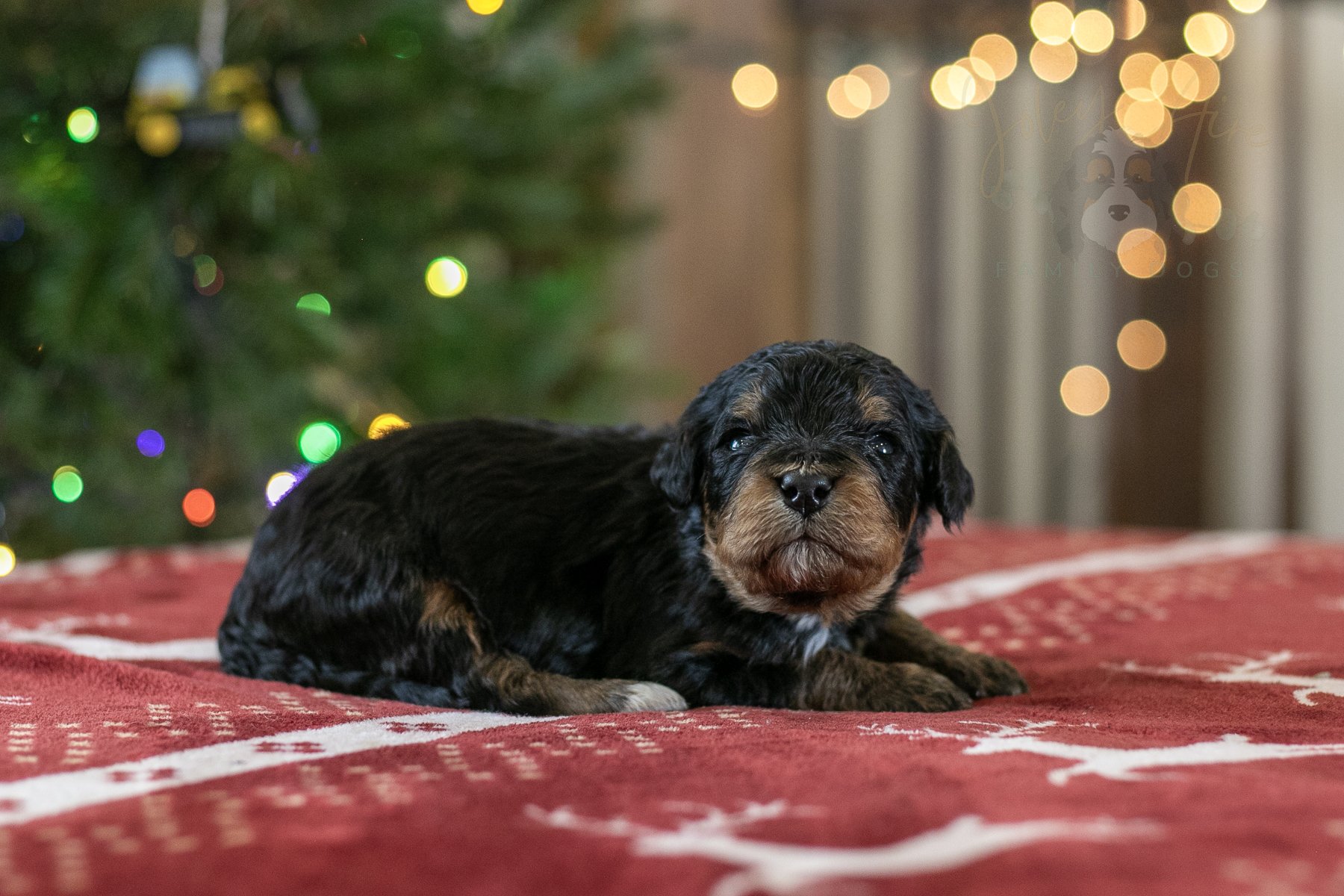 Cinderella | Well-Marked Phantom Female F1 Bernedoodle Puppy