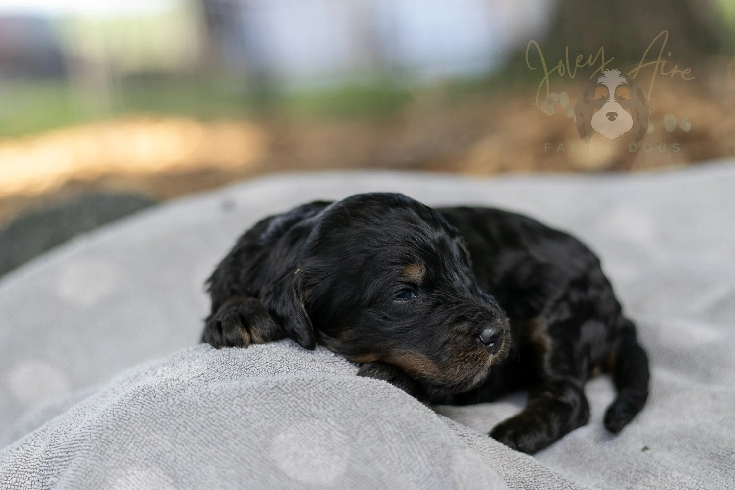 Denali Bernedoodle Puppy-113.jpg