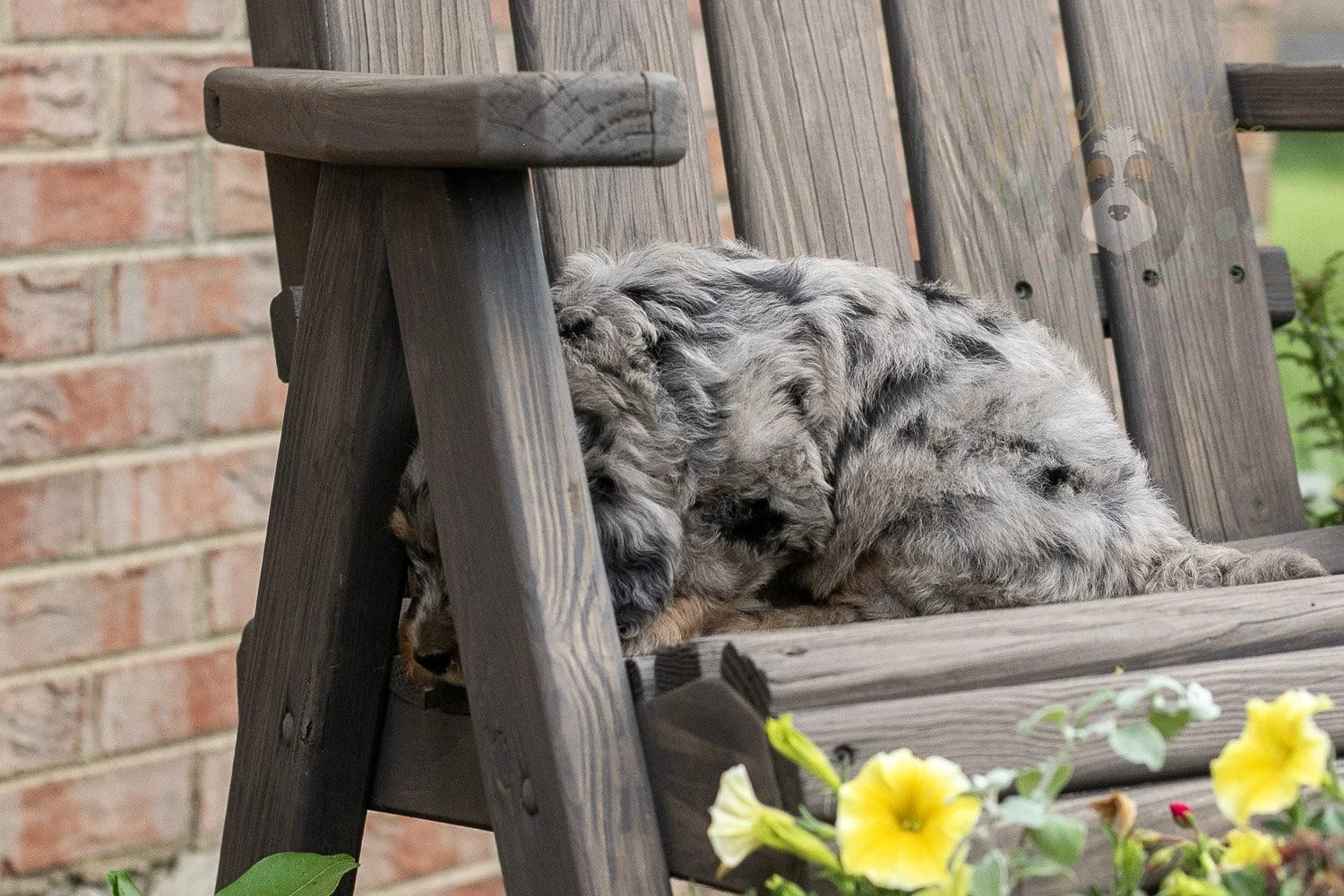 Ukulele Bernedoodle Puppy-5.jpg