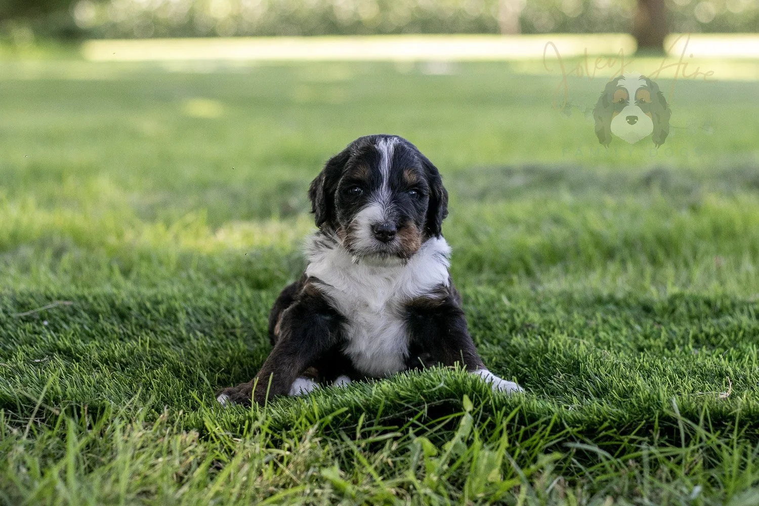 Yosemite Bernedoodle Puppy-379.jpg