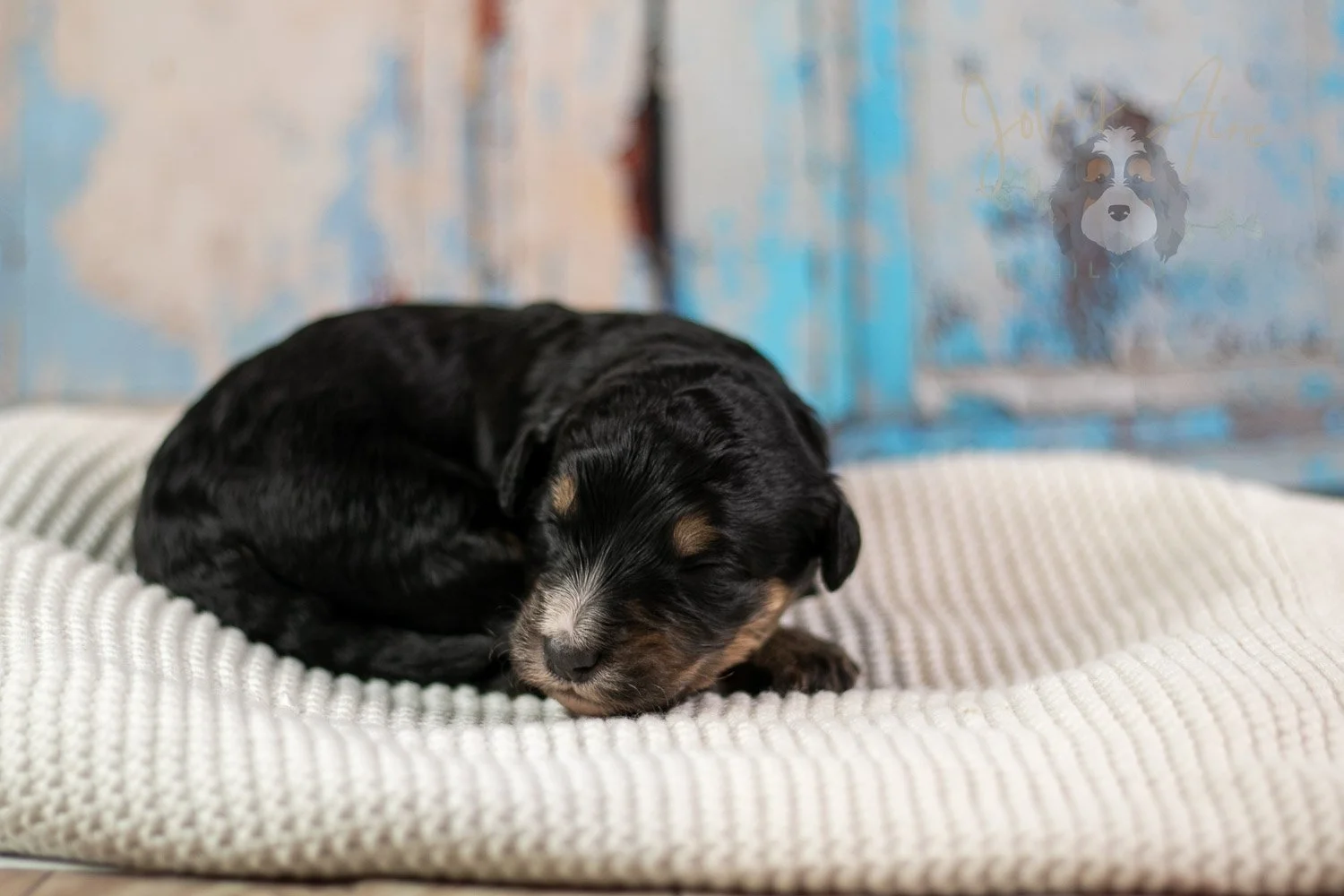 Da Vinci Bernedoodle Puppy-181.jpg