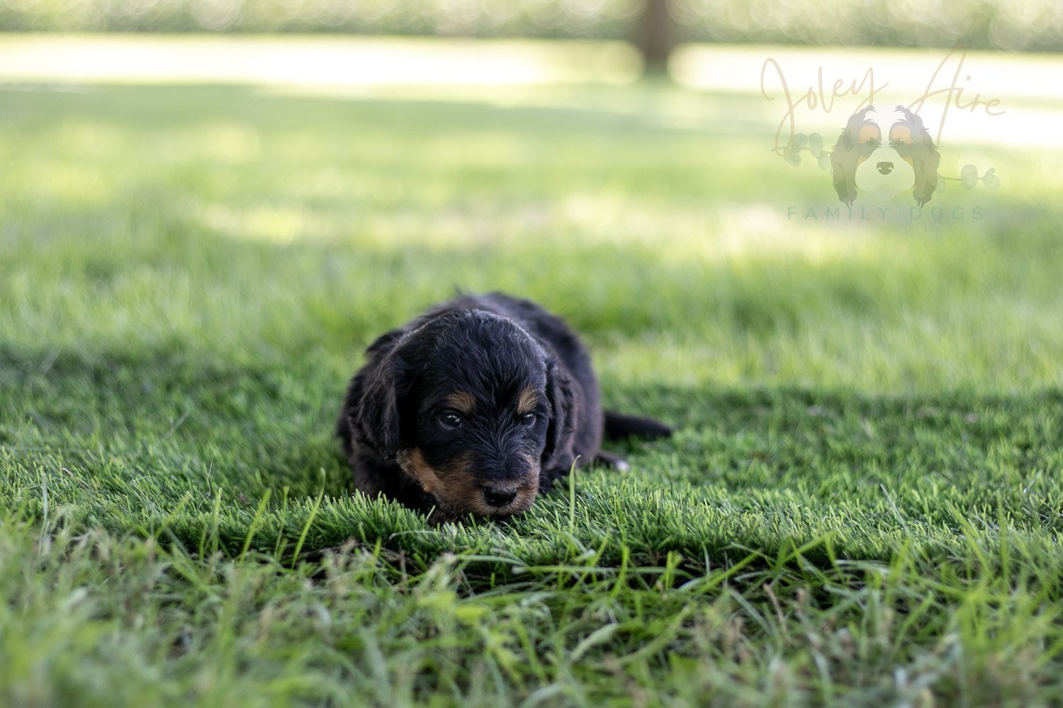 Gilbert Blythe Bernedoodle Puppy-577.jpg