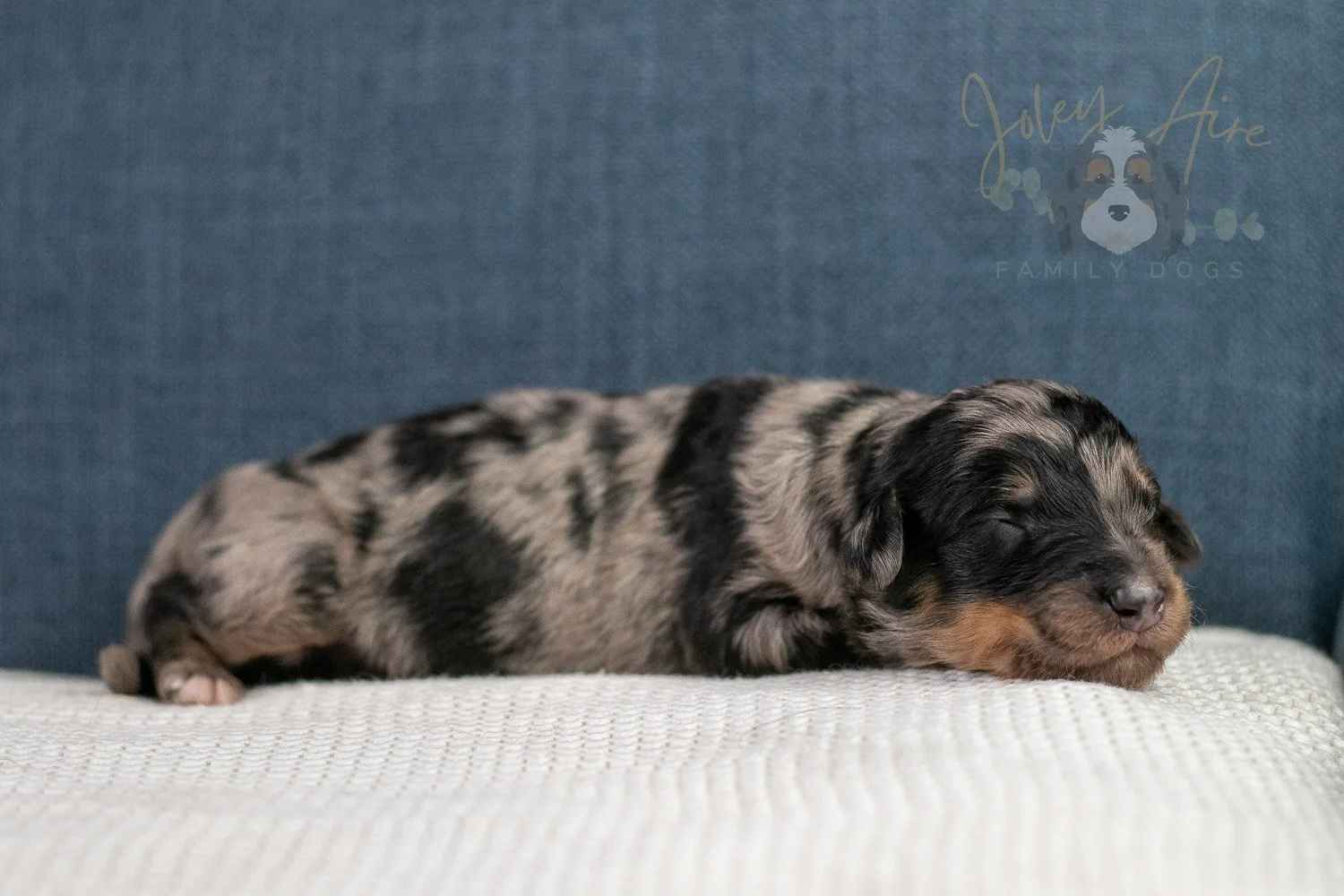 Adam Bernedoodle Puppy-37.jpg