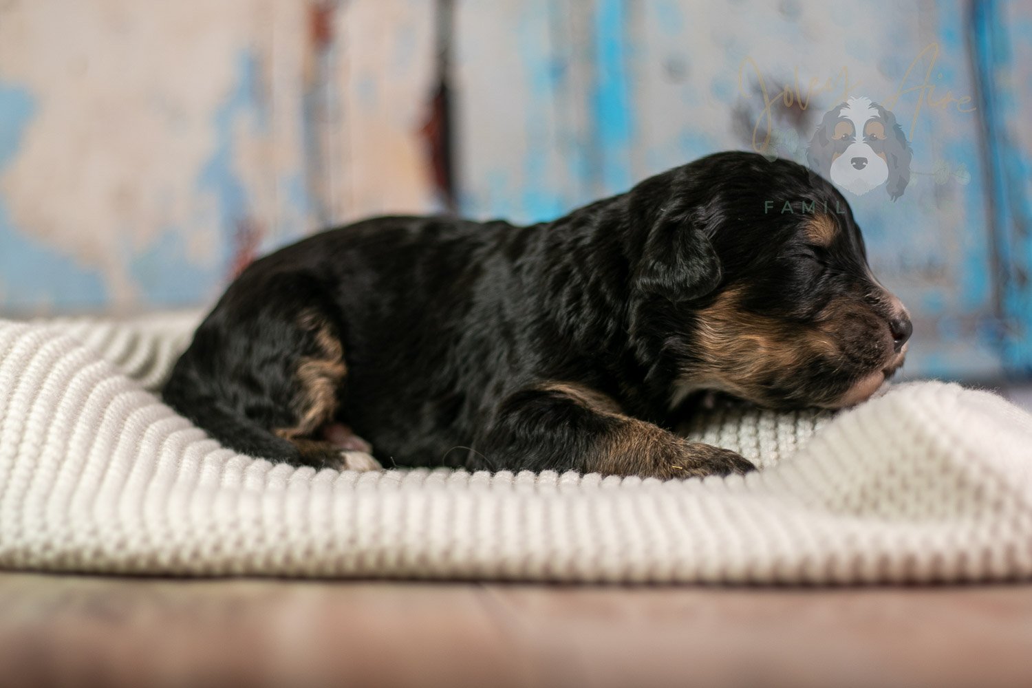 Da Vinci Bernedoodle Puppy-172.jpg