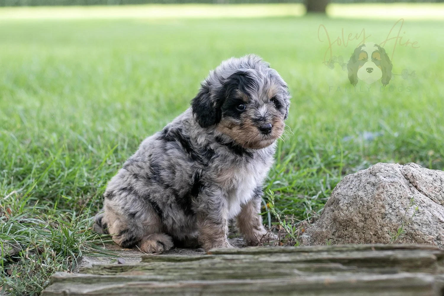Frida Bernedoodle Puppy-134.jpg