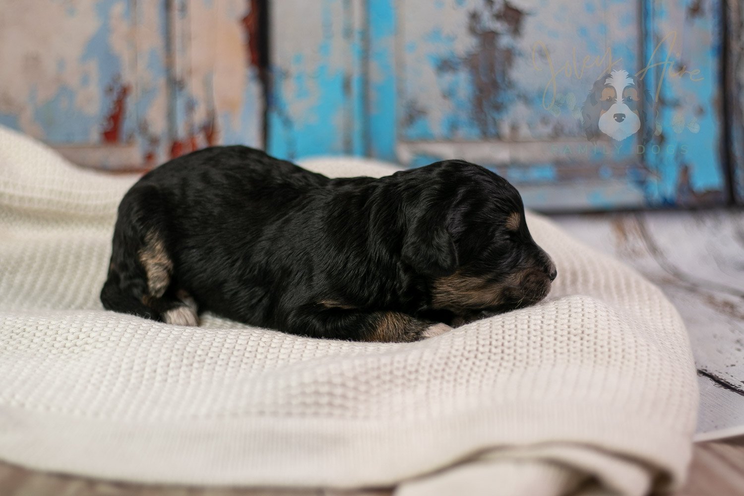 Georgia Bernedoodle Puppy-249.jpg