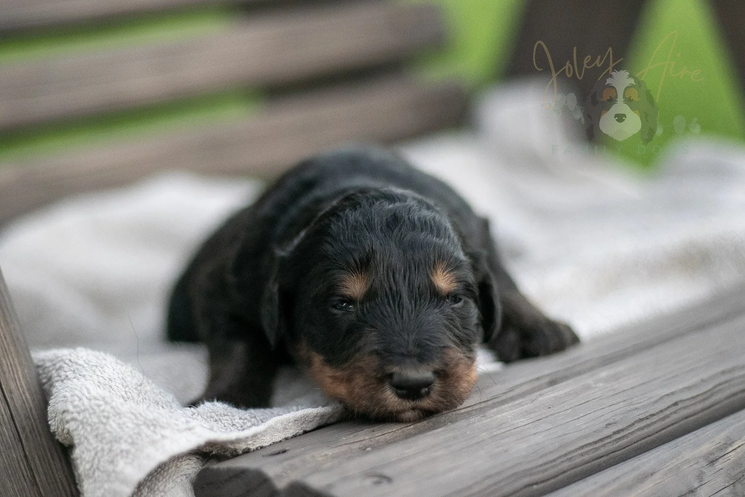 Gilbert Bernedoodle Puppy-73.jpg