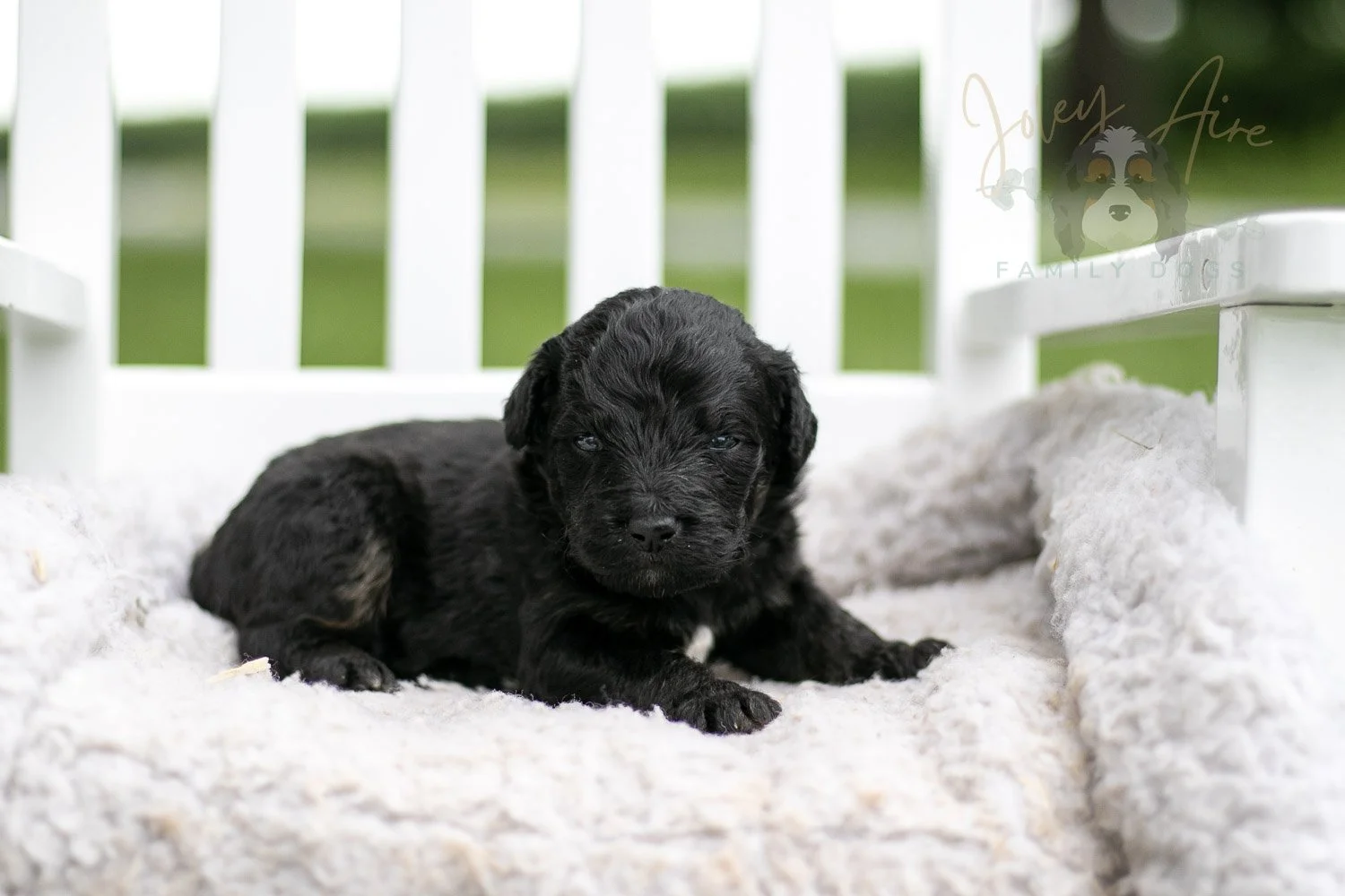 Andy Warhol Bernedoodle Puppy-719.jpg