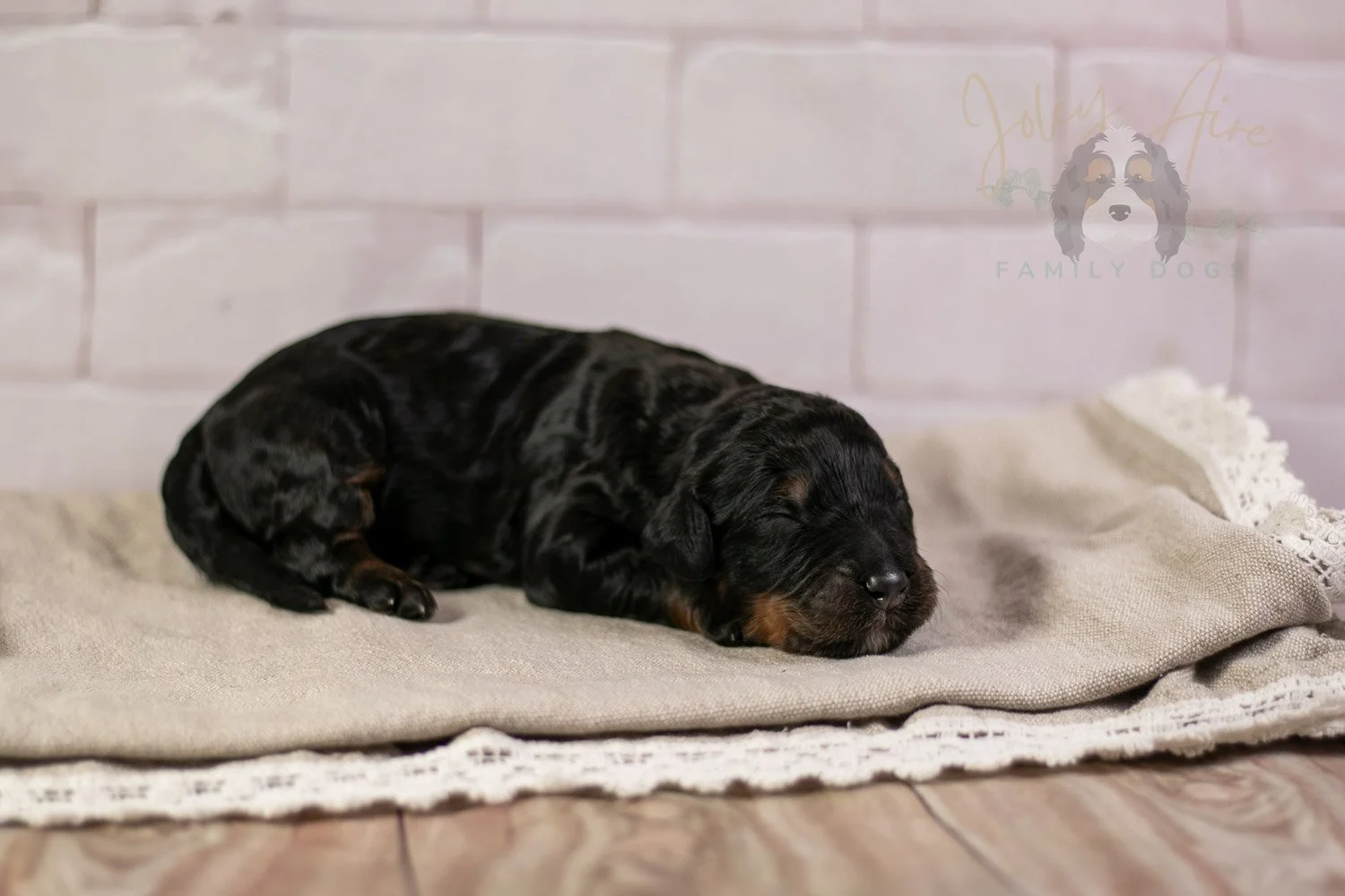 Acadia Bernedoodle Puppy-135.jpg