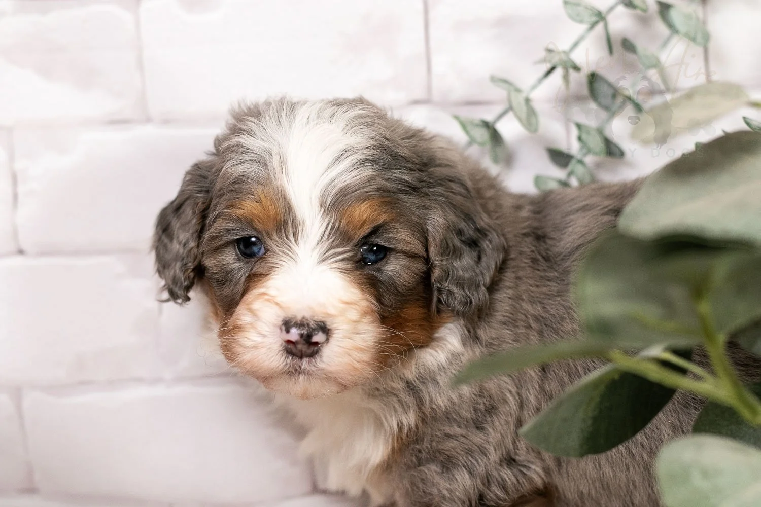 Bobsled 🔴 Reserved