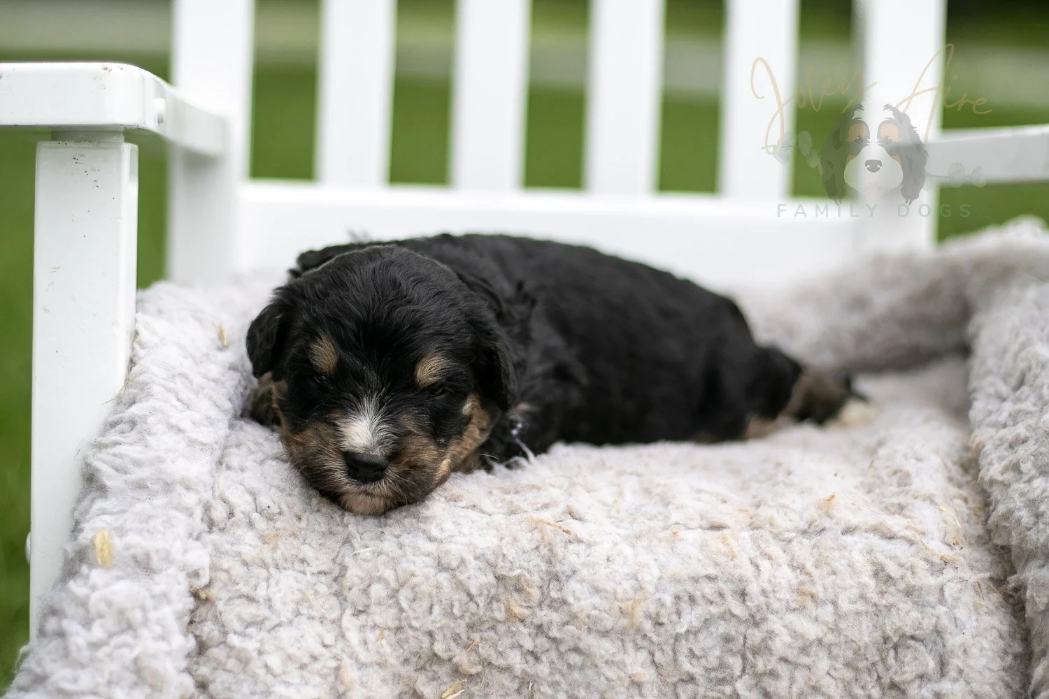 Da Vinci Bernedoodle Puppy-744.jpg