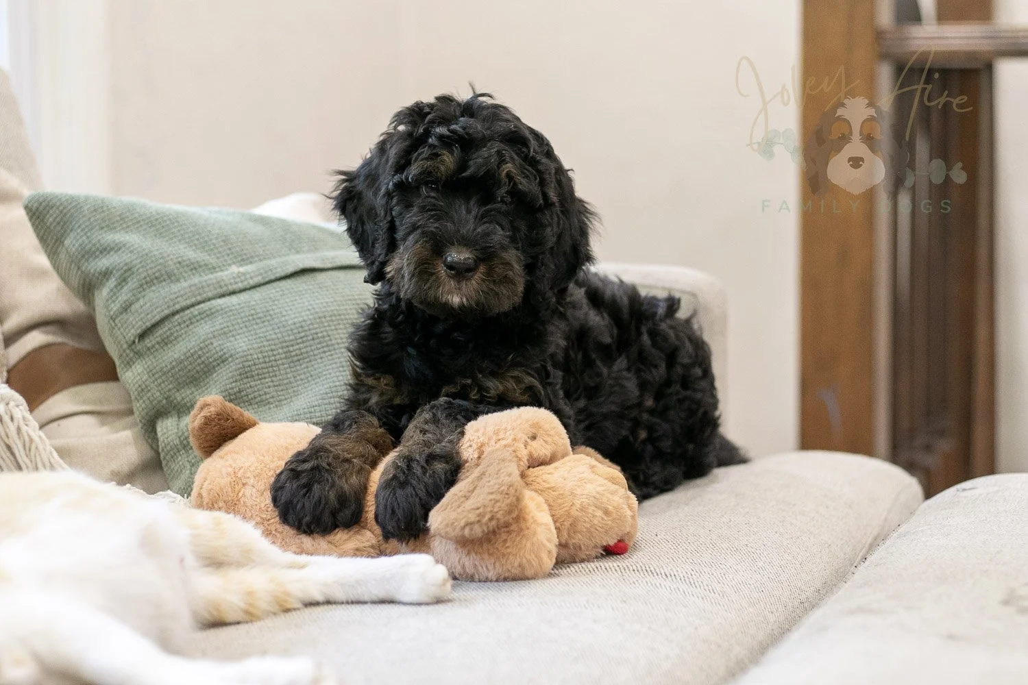 Acadia Bernedoodle Puppy-496.jpg