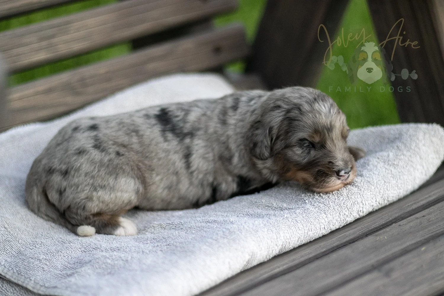 Matthew Cuthbert Bernedoodle Puppy-29.jpg