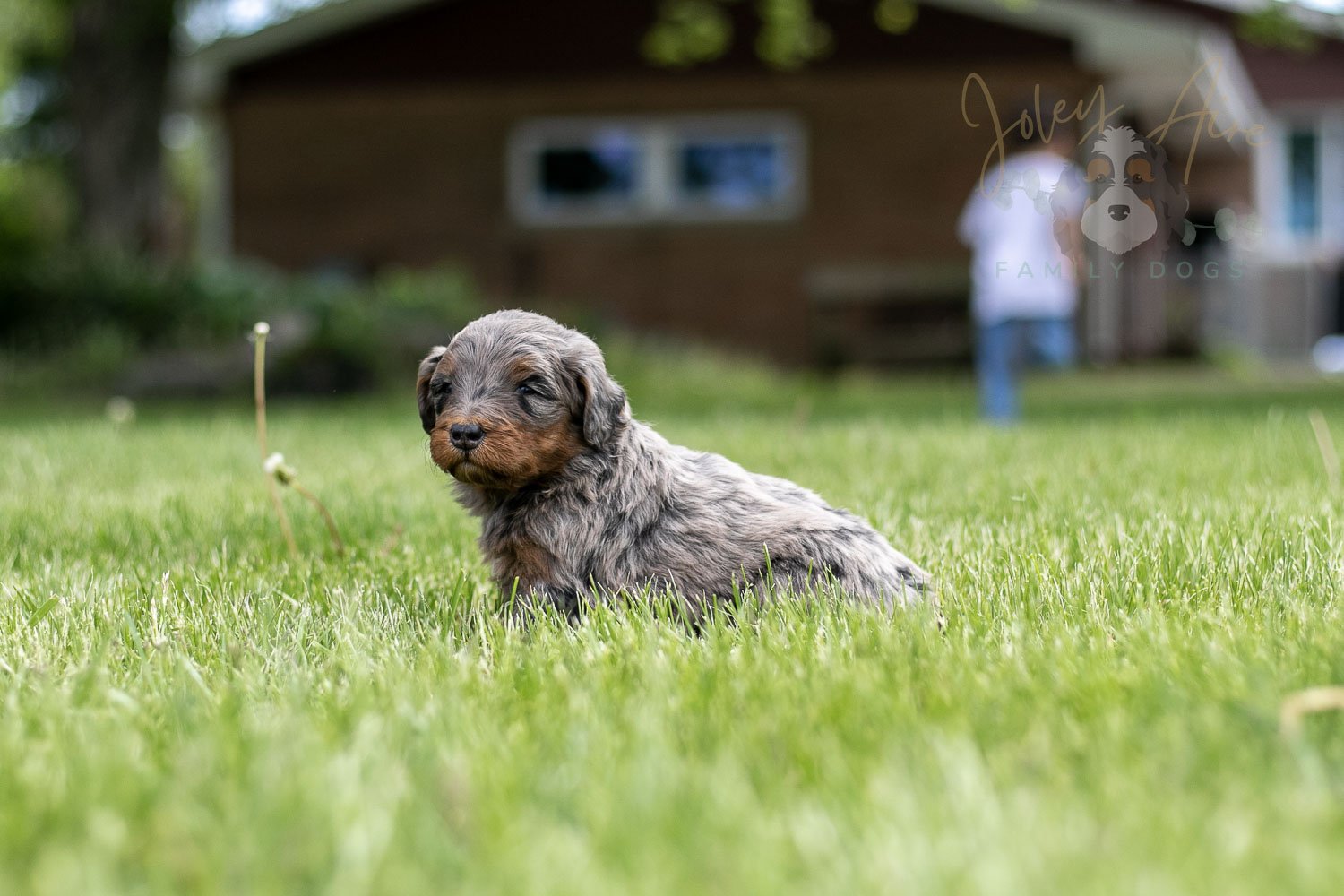 Flute Bernedoodle Puppy-40.jpg