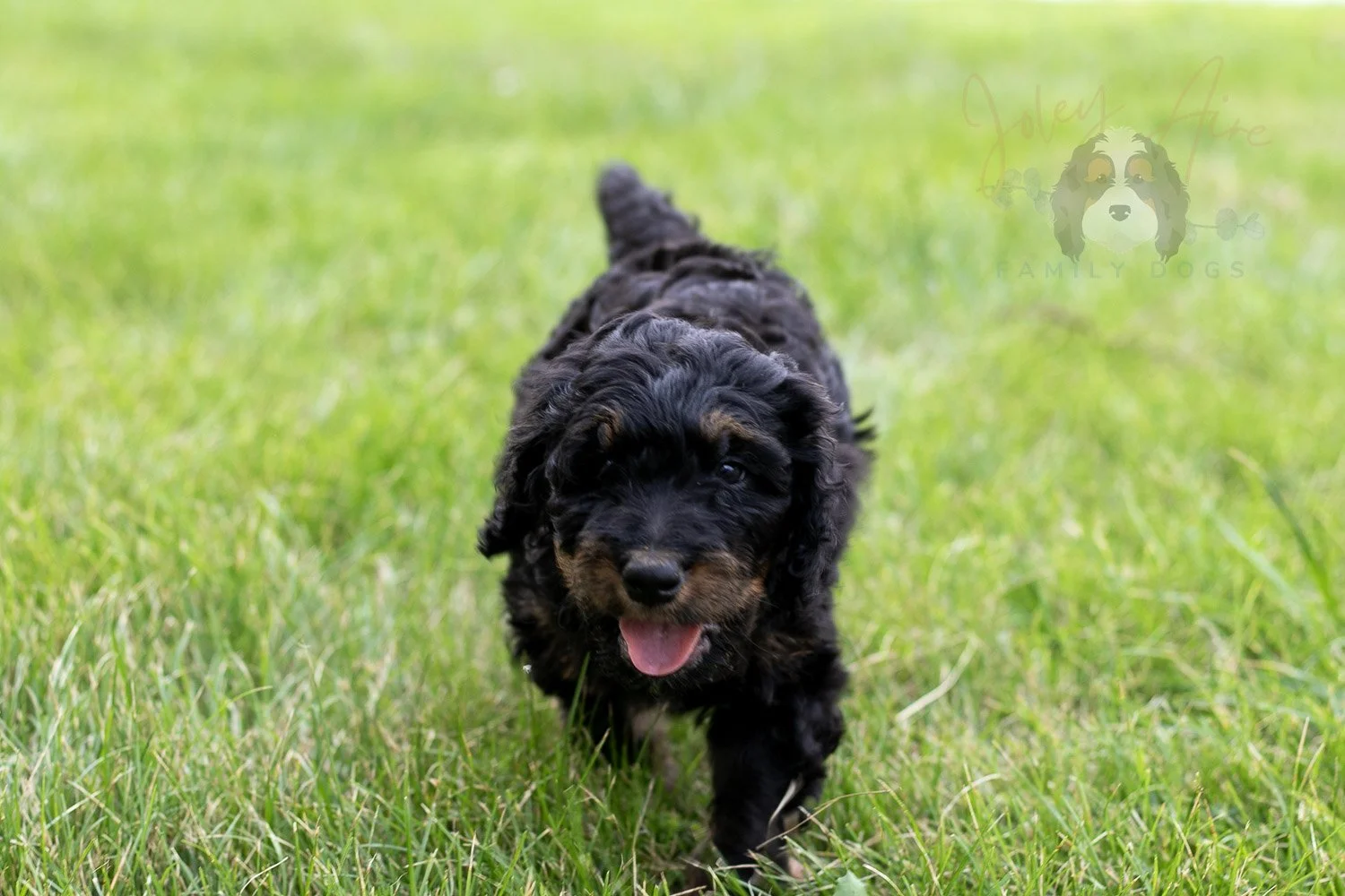 Bryce Bernedoodle Puppy-62.jpg