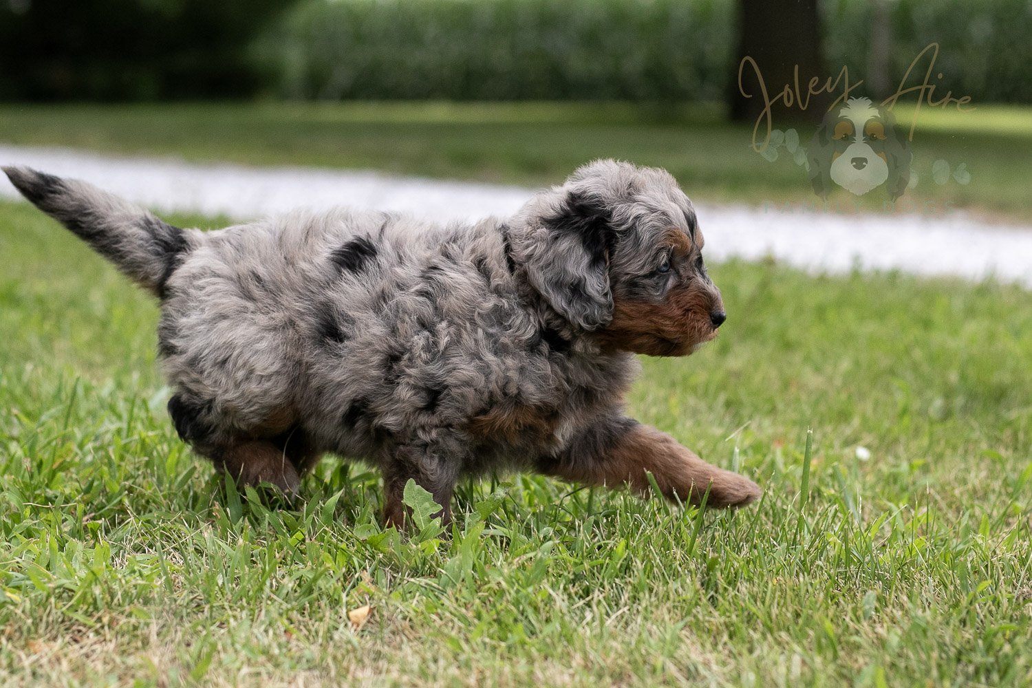 Marilla Cuthbert Bernedoodle Puppy-54.jpg