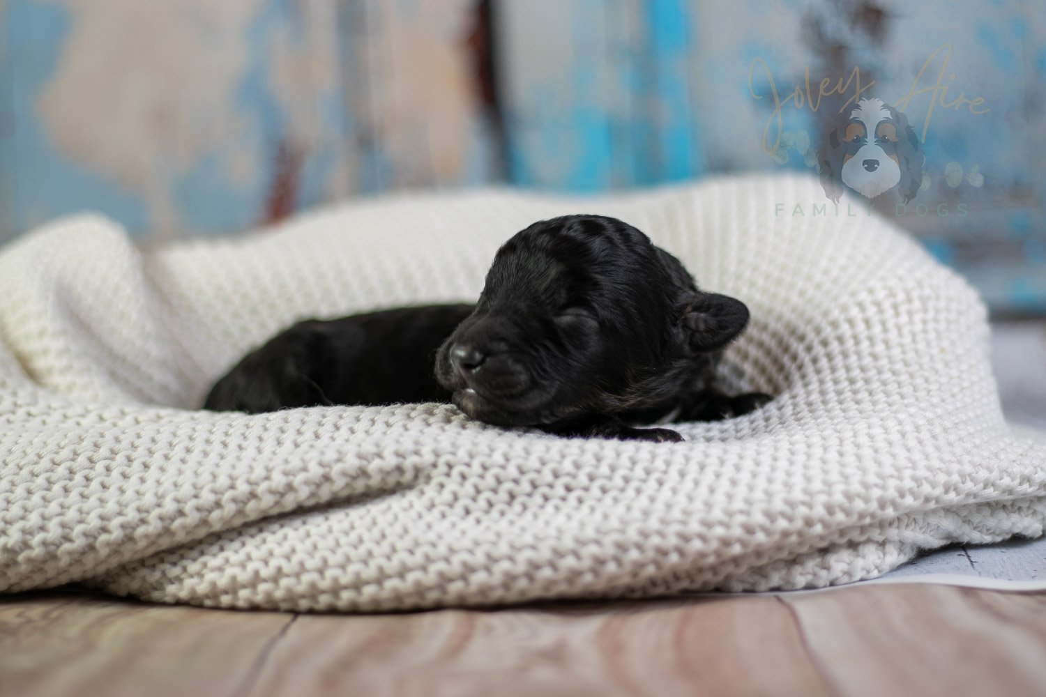 Andy Warhol Bernedoodle Puppy-49.jpg