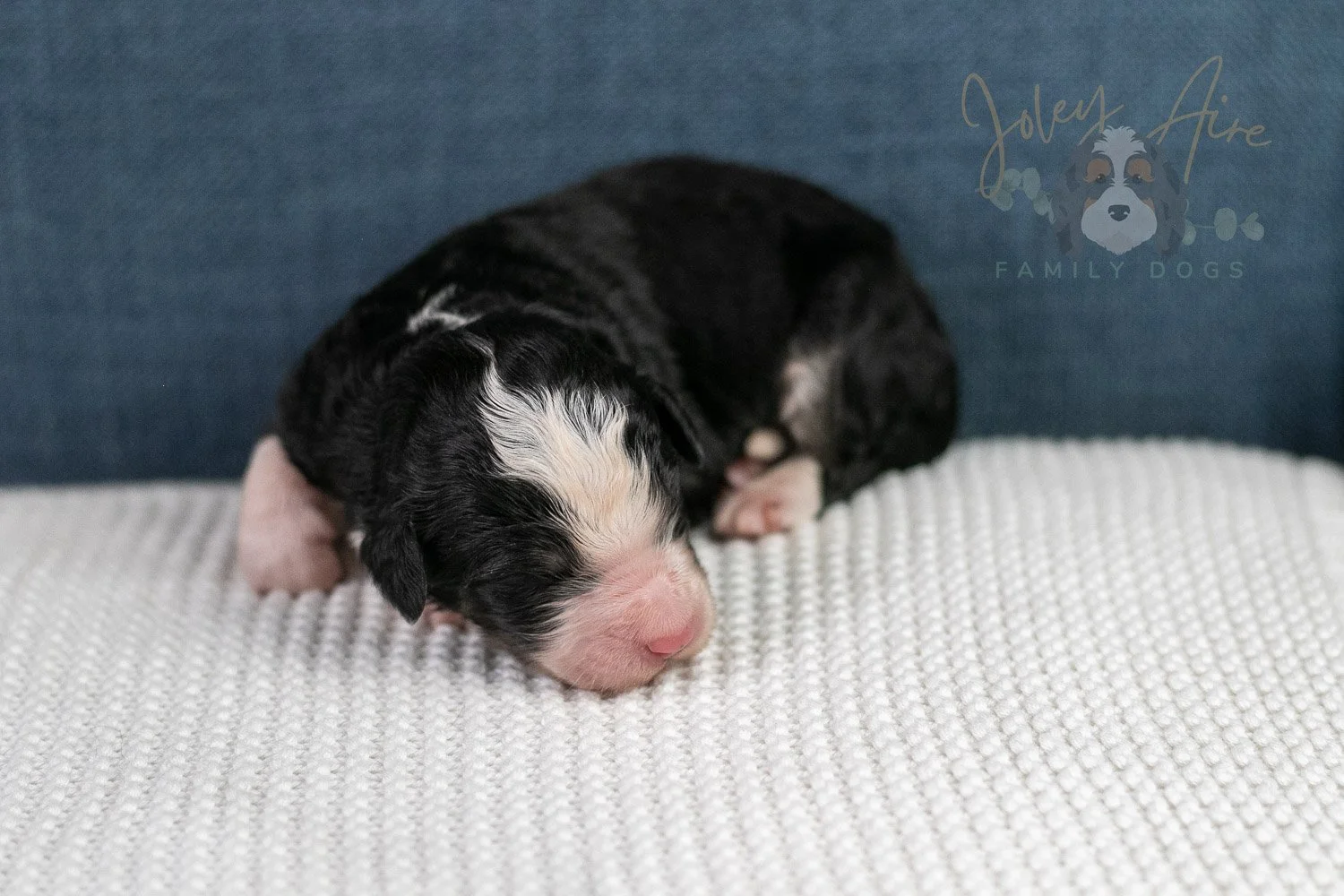 Auggie