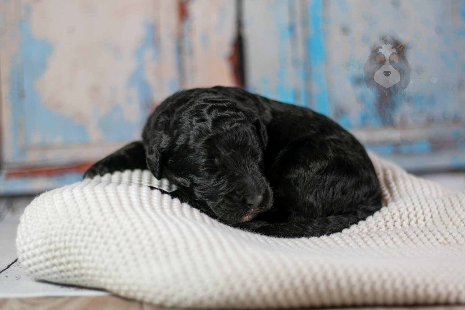 Claude Monet Bernedoodle Puppy-160.jpg
