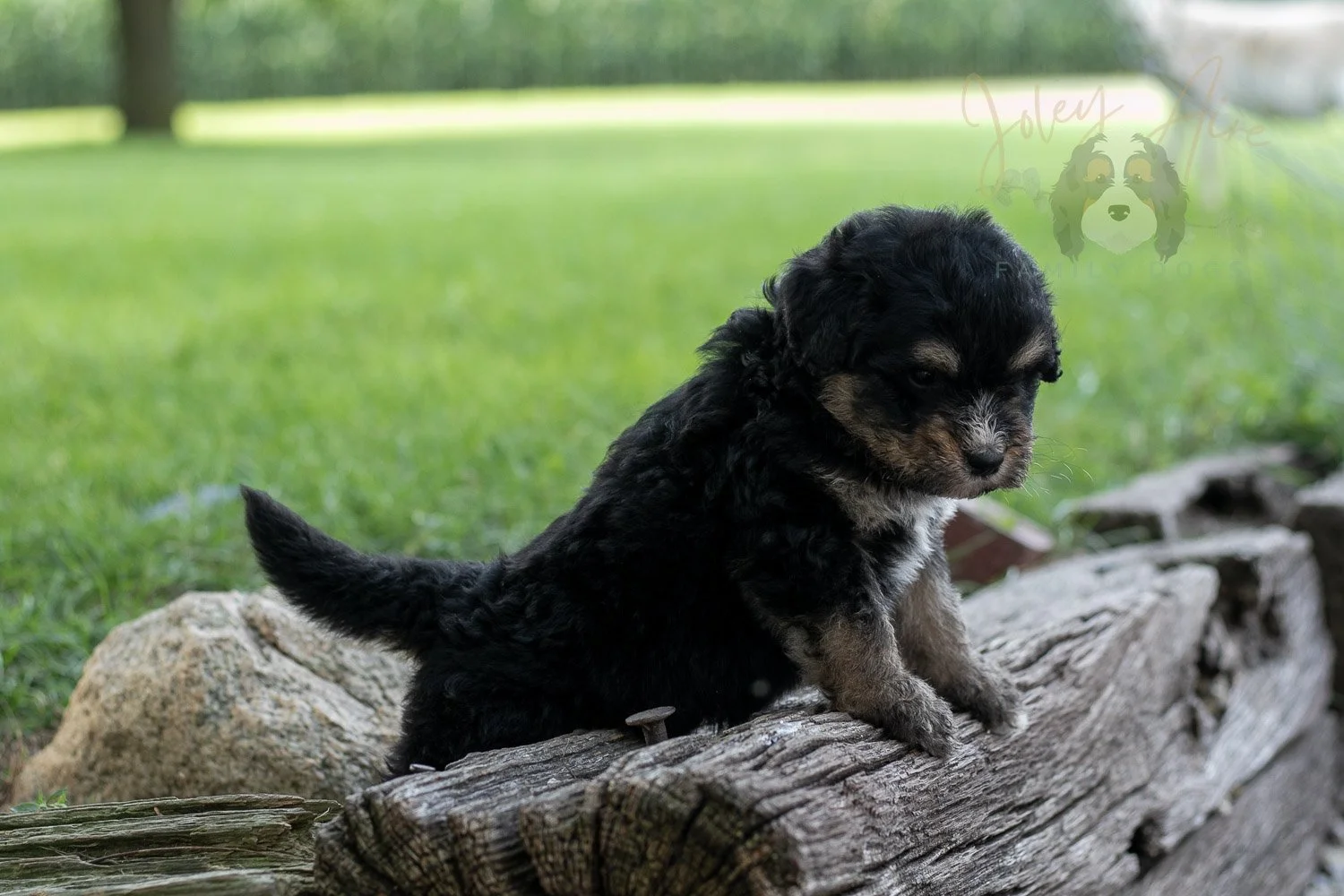 Da Vinci  Bernedoodle Puppy-193.jpg