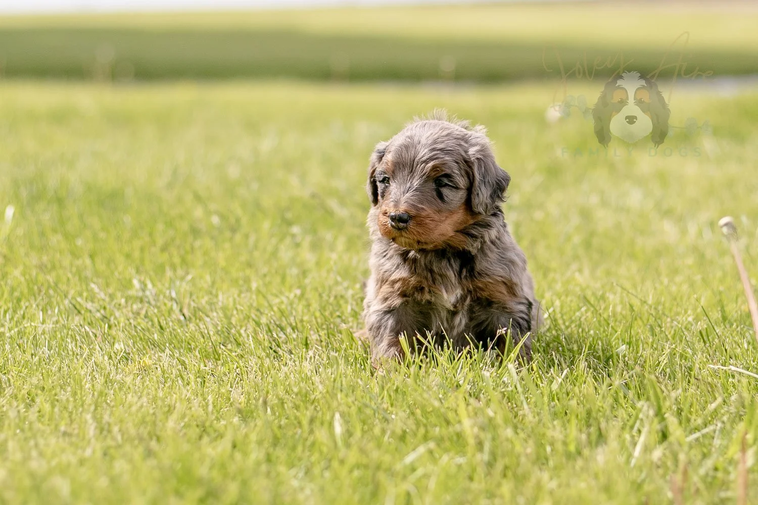 Flute Bernedoodle Puppy-20.jpg