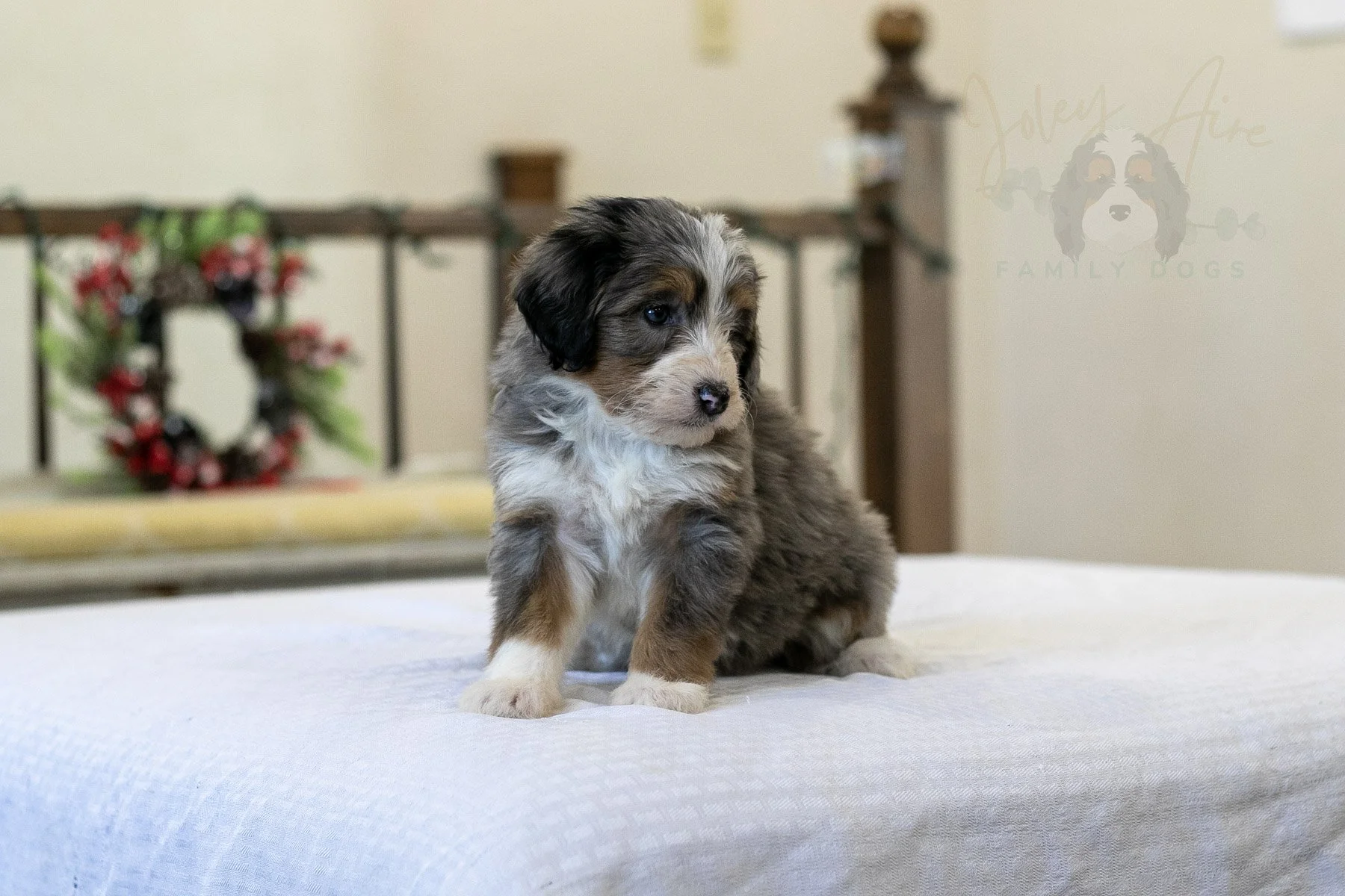 Fuji Bernedoodle Puppy-04.jpg