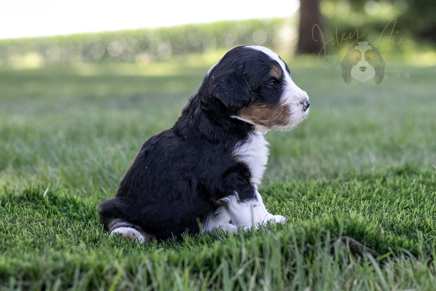 Zion Bernedoodle Puppy-325.jpg