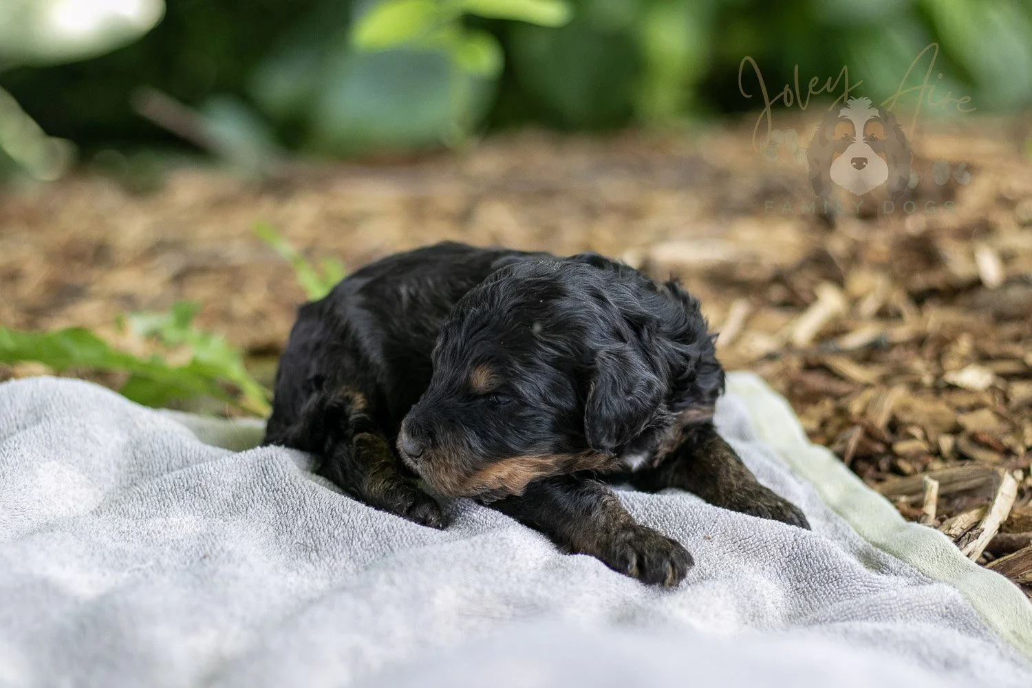 Bryce Bernedoodle Puppy-156.jpg