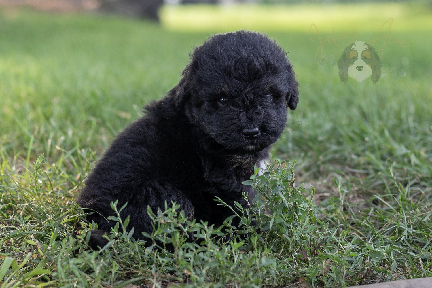 Andy Warhol Bernedoodle Puppy-170.jpg