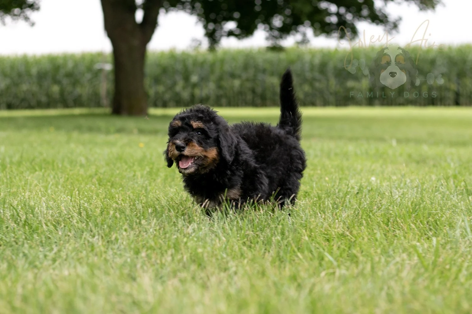 Gilbert Bernedoodle Puppy-44.jpg