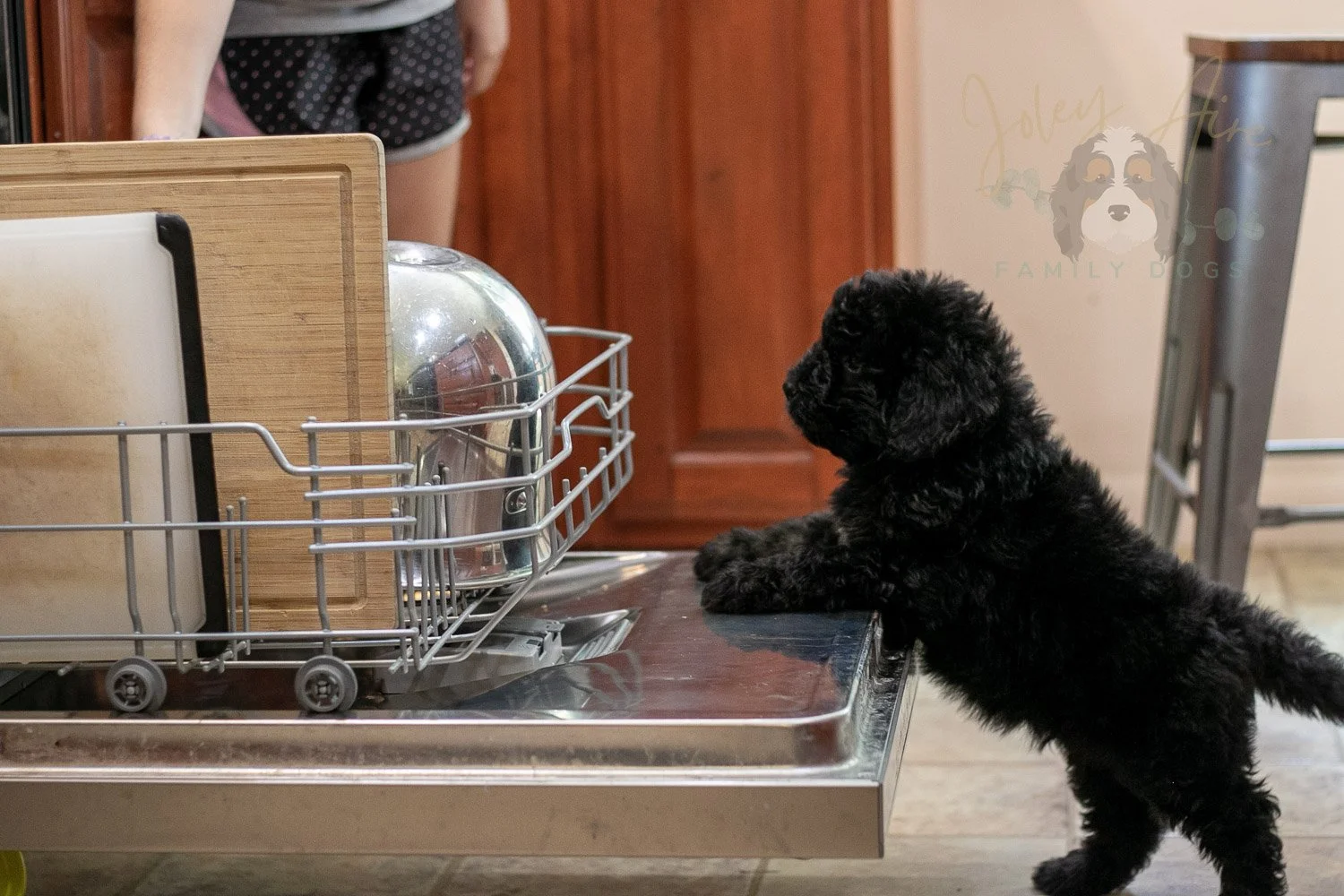 Claude Bernedoodle Puppy-263.jpg