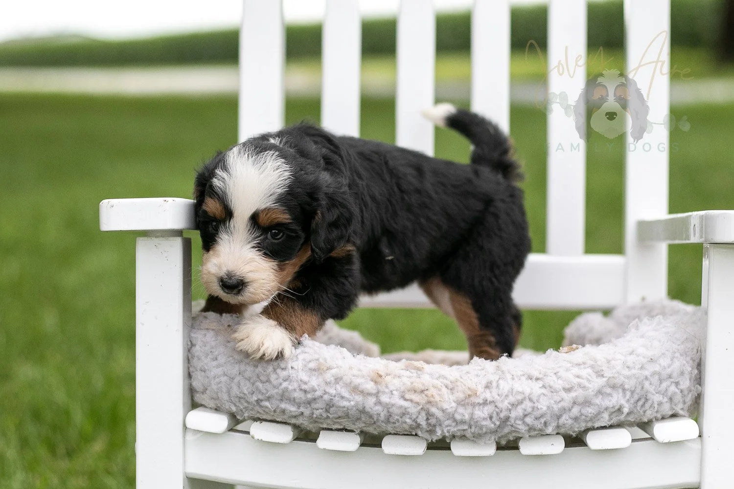 Anne Shirley Bernedoodle Puppy-986.jpg