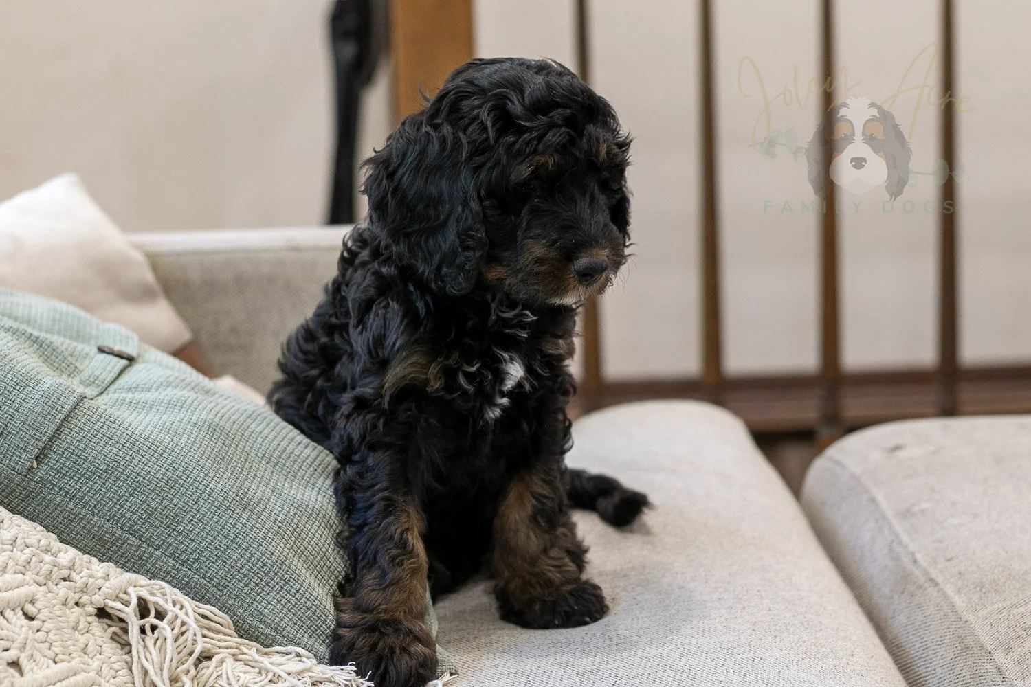 Denali Bernedoodle Puppy-553.jpg