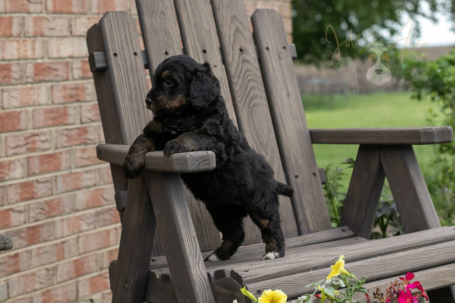 Piano Bernedoodle Puppy-11.jpg
