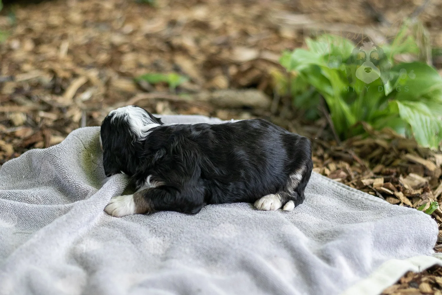 Yellowstone Bernedoodle Puppy-173.jpg