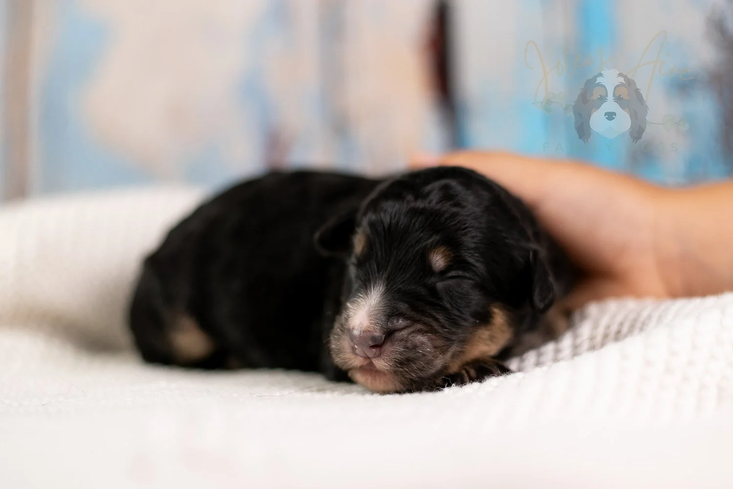 Da Vinci Bernedoodle Puppy-115.jpg