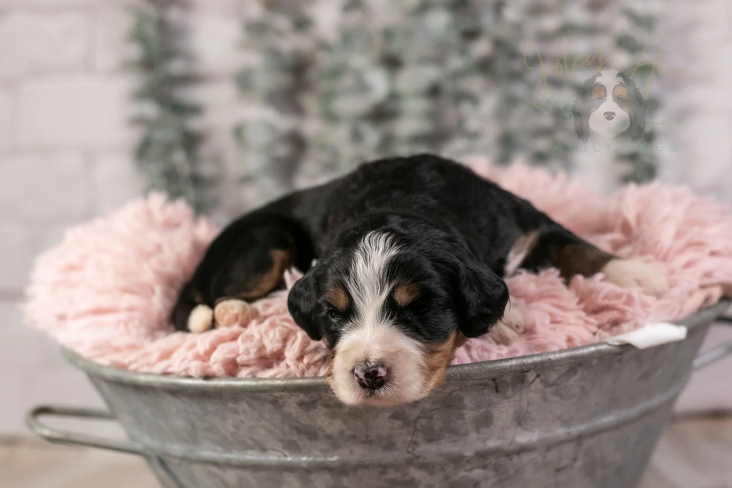 Trumpet Bernedoodle Puppy-24.jpg