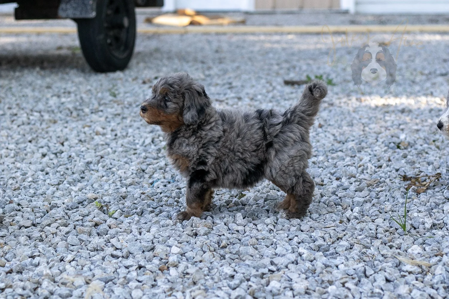 Flute Bernedoodle Puppy-37.jpg