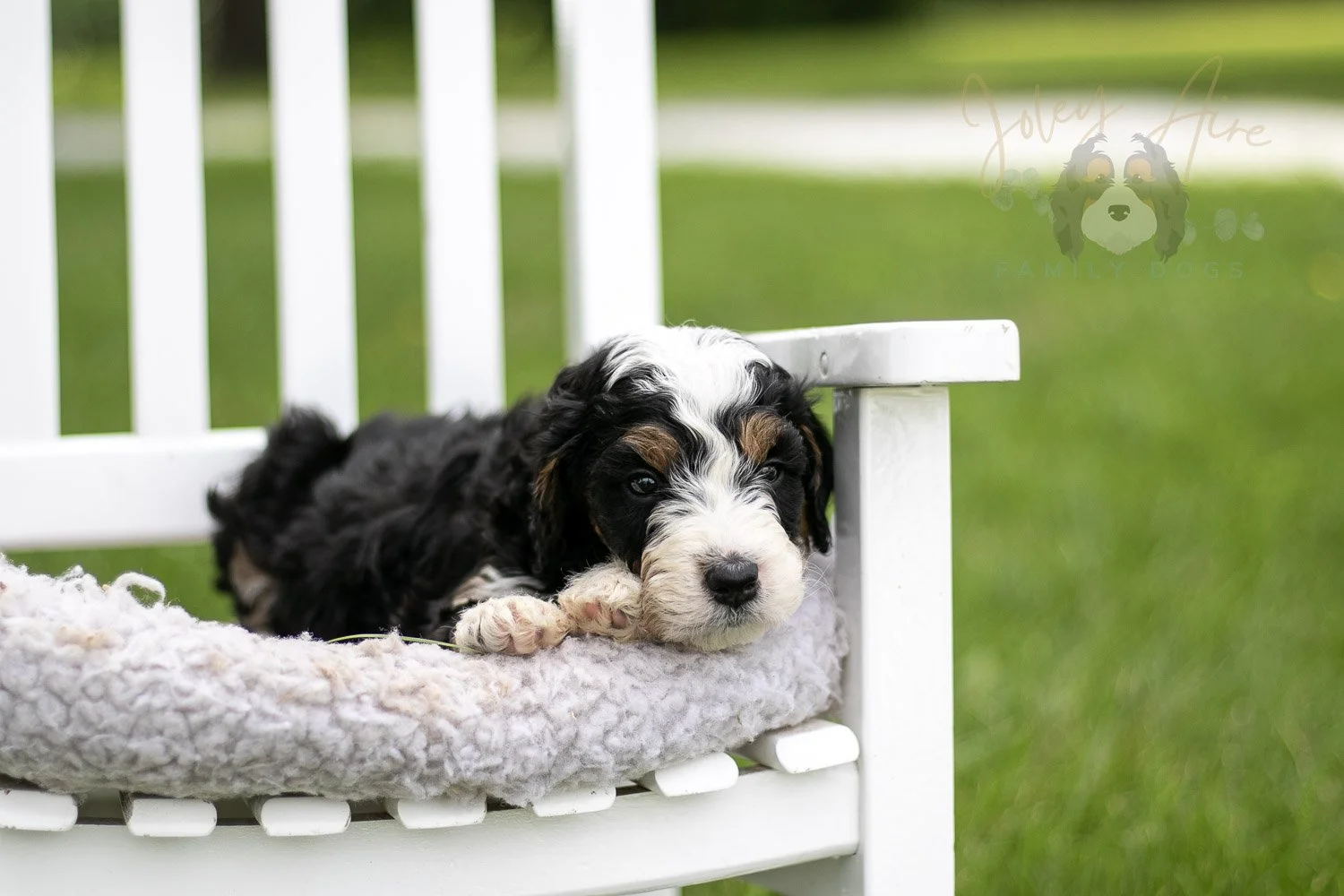 Yellowstone Bernedoodle Puppy-785.jpg